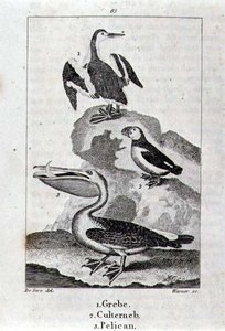 Grebe, Culterneb og Pelican fra A History of the Earth and Animated Nature, London 1816 (kobberplategravering) av School Spanish