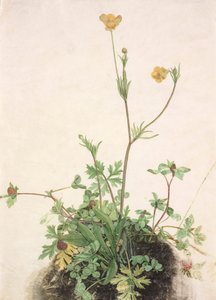  av School of Albrecht Dürer