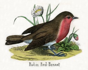 Antikt trykk av en europeisk Robin av Scottish School
