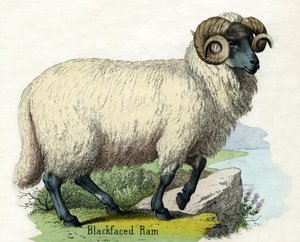 Antikk trykk av en Norfolk Horn Ram