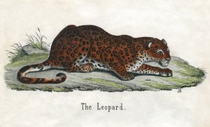 Antikt trykk av en afrikansk leopard av Scottish School