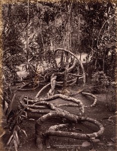 En Creeper i Peradeniya Gardens, Ceylon