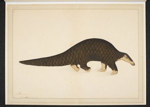 Legg til snøen. Eller. 4667, Pangolin eller skjellete maursluker av Shaikh Zain ud Din (fl.1777 83)