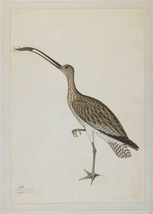 Eastern Curlew fortærer en mudskipper av Shaikh Zain ud Din (fl.1777 83)