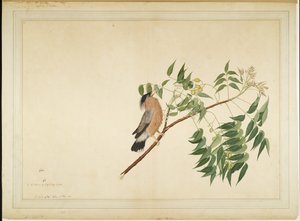 Brahminy Starling på Neem Tree Branch, folio fra en serie bestilt av Lady Impey, 1780