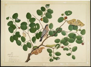 Brahminy Starling with Two Antheraea Moths, Caterpillar og Cocoon on Indian Jujube Tree, folio fra en serie bestilt av Lady Impey, 1777