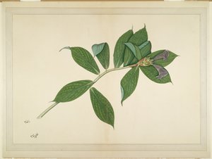 Crepe Ginger Plant, folio fra en serie bestilt av Lady Impey, ca. 1780