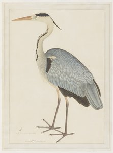 Grey Heron, folio fra en serie bestilt av Lady Impey, ca. 1780-82
