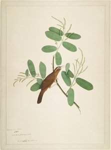 Hwamei på Terminalia Branch, folio fra en serie bestilt av Lady Impey, 1780