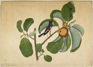 Oriental Magpie Robin med Katydid og Leaf Hopper på Monkey Jack Branch, folio fra en serie bestilt av Lady Impey, 1778