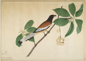Rufous Treepie and Caterpillar on Branch, folio fra en serie bestilt av Lady Impey, 1777