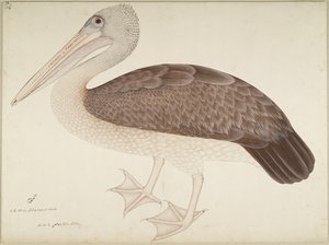 Spotbilled Pelican, folio fra en serie bestilt av Lady Impey, ca. 1780-82