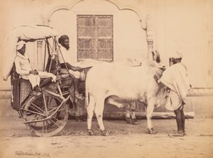 Oksevogn, Delhi