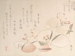 Kirsebærblomster og skjell, 1800-tallet., 1800-tallet. av Shinsai
