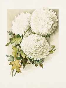  av Sidney Thomas Callowhill