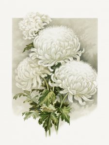  av Sidney Thomas Callowhill