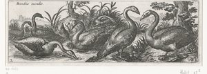 svaner Fugler og insekter (serietittel) av Simon Frisius