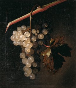 En haug med druer hengende foran en steinmur, 1709