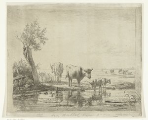 Beitelandskap med kyr nær vann