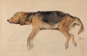 Studie av en hund som ligger nede