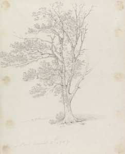 Tre i Easton Park av Sir George Howland Beaumont seventh Baronet