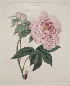 Kinesisk trepion (Paeonia suffruticosa) av Smith