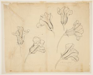 Studier av squash eller gresskarblomster