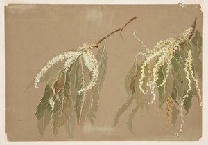 Studie av kastanjetregrener av Sophia L. Crownfield