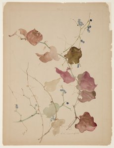 Studie av Clematis Vine med blå bær