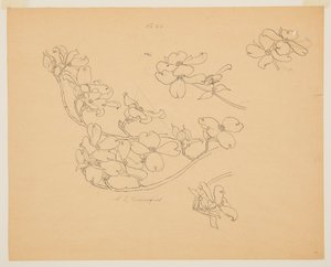 Studie av Dogwood av Sophia L. Crownfield