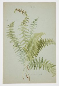 Studie av Fern av Sophia L. Crownfield