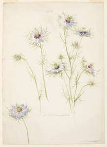 Studie av Love-in-a-mist av Sophia L. Crownfield