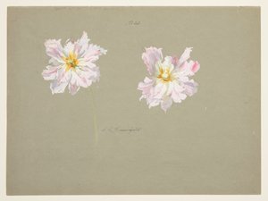 Studie av blekrosa peoner av Sophia L. Crownfield