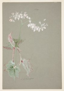 Studie av Pink Begonia av Sophia L. Crownfield