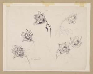 Studie av roser av Sophia L. Crownfield