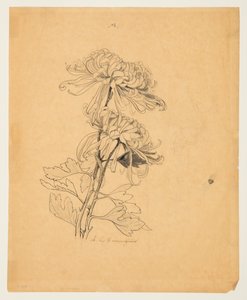 Studie av to krysantemum av Sophia L. Crownfield