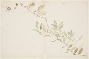 Studie av Wisteria-løvverk av Sophia L. Crownfield