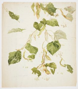 Studie av en Linden-gren