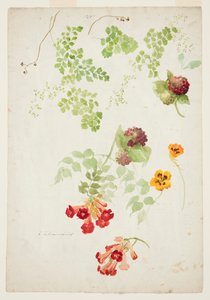 Studie av Maidenhair Fern, Trumpet Vine og Nasturtium