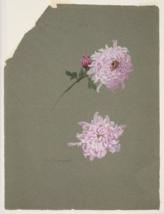 To studier av fiolette krysantemum av Sophia L. Crownfield