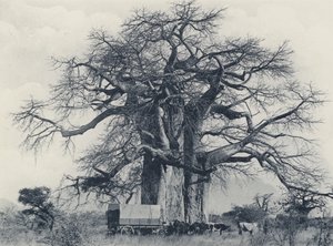 Et baobab-tre (s/hvitt-bilde)
