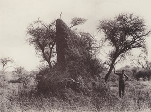 A Mammoth Antheap (s/hvitt bilde) av South African Photographer