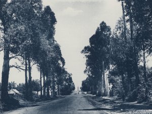 Avenue of Blue Gum Trees, Pretoria (s/hvitt bilde) av South African Photographer