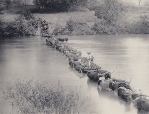Hvordan elver krysses i Transvaal (s/hvitt-bilde) av South African Photographer