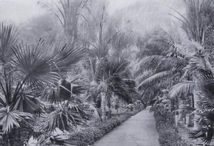 Palm Avenue, Botanic Gardens, Durban (s/hvitt-bilde) av South African Photographer