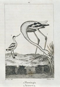 Flamingo og Avosetta, fra A History of the Earth and Animated Nature, London 1816 (kobberplategravering) av Spanish School