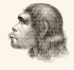 Head of a Neanderthal Man, fra 