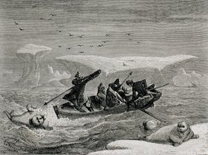 Jakt på hvalross med harpuner på Spitsbergen, Svalbard, illustrasjon fra 