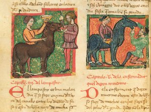 Ms 214 fol.26v Curing glossitis in a horse, fra Libro de Menescalcia y Albeyteria av Juan Alvarez, ca. 1390 av Spanish School