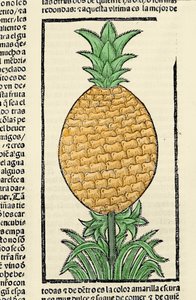 Representasjon av en ananas. Gravering fra boken "General history of the Indias, islands and fastland of the ocean sea"" av Gonzalo Fernandez de Oviedo (Gonzalo) eller Fernandez de, eller Hernandez de Oviedo y Valdes (1478-1557) av Spanish School